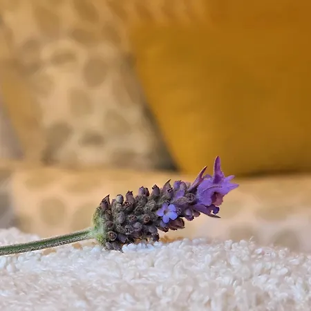 Сasa de vacaciones Adcasinha Em Arganil Adcasal