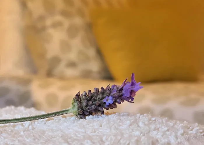 Feriehus Adcasinha Em Arganil Adcasal